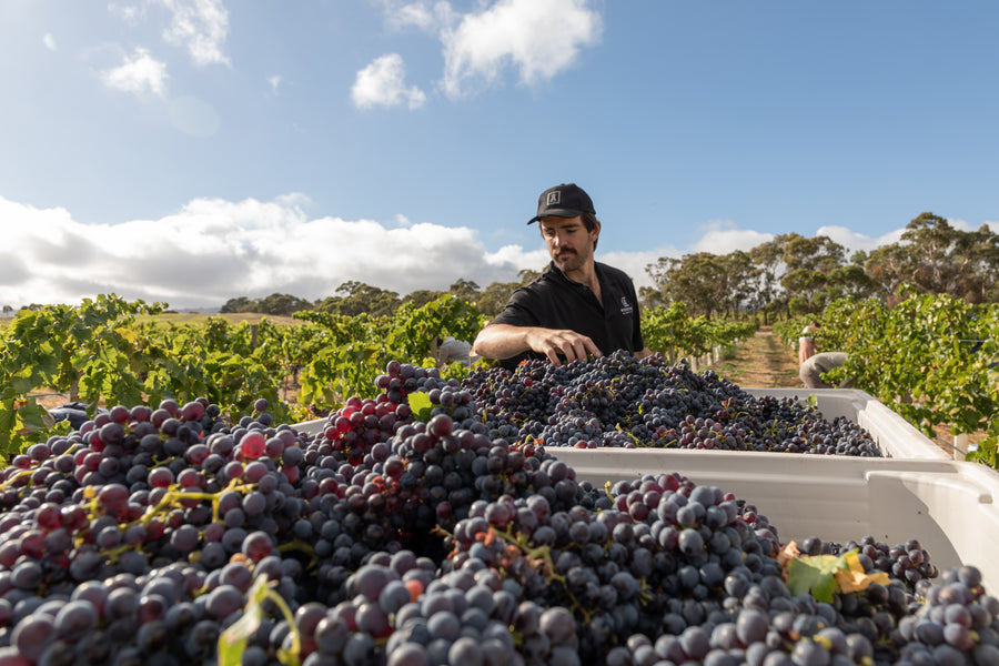 Max beside a bin of freshly picked red grapes in a vineyard